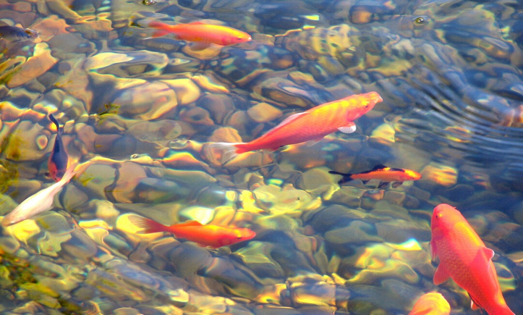 Quelle_surface_pour_un_bassin_poisson_exterieur_?